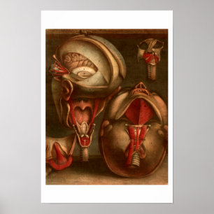 Vintage Anatomie Kopf und Neck Poster