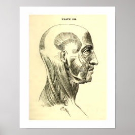 Vintage Anatomie | Kopfmuskeln (um 1852) Poster