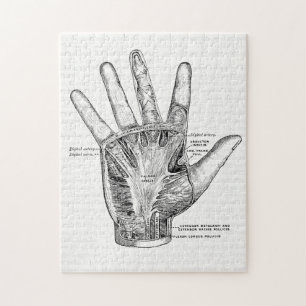 Vintage Anatomie Kunst Die Handfläche
