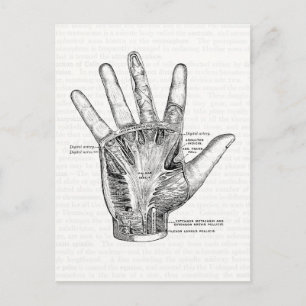 Vintage Anatomie-Kunst Die Handinnenfläche Postkarte