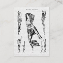 Vintage Anatomie Kunst Hand- und Handgelenkmuskeln