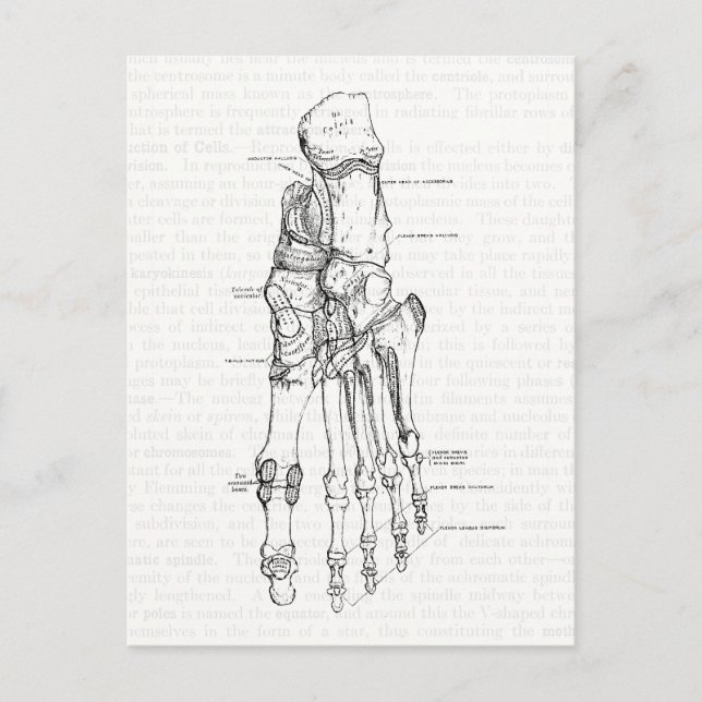 Vintage Anatomie Kunstknochen Postkarte (Vorderseite)