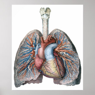 Vintage Anatomie Lunge Herzorgane Blut Poster