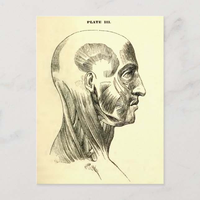Vintage Anatomie | Muskeln des Kopfes (ca. 1852) Postkarte (Vorderseite)