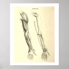Vintage Anatomie | Muskeln und Knochen des Arms Poster