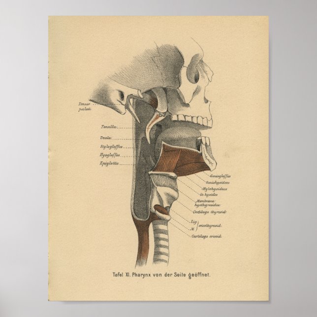 Vintage Anatomie Poster (Vorne)