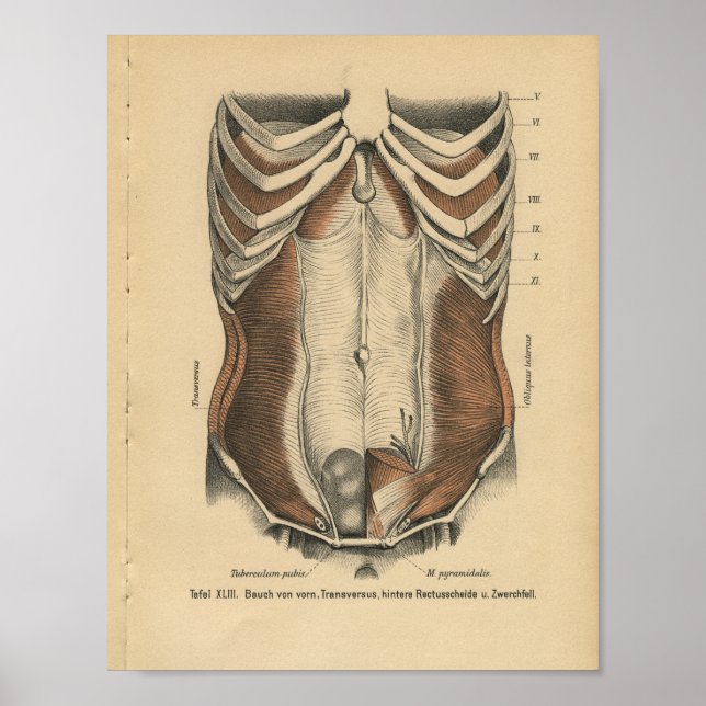 Vintage Anatomie Poster (Vorne)