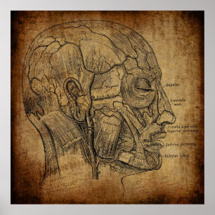 Vintage Anatomie Poster