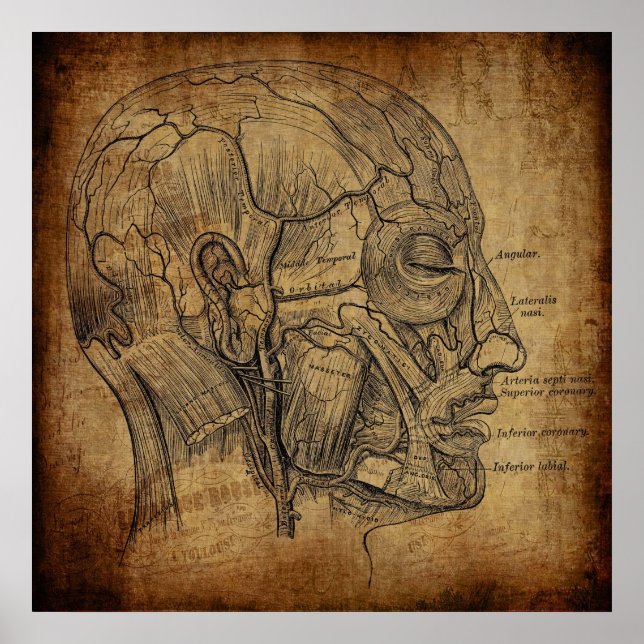 Vintage Anatomie  Poster (Vorne)