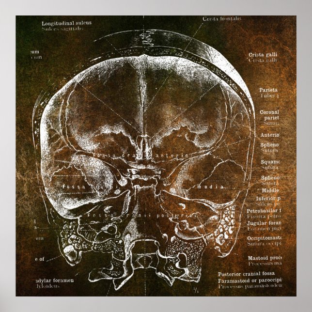 Vintage Anatomie  Poster (Vorne)