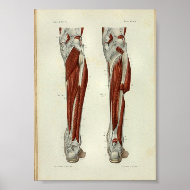 Vintage Anatomie Poster (Vorne)