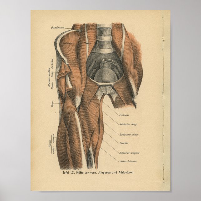 Vintage Anatomie Poster (Vorne)