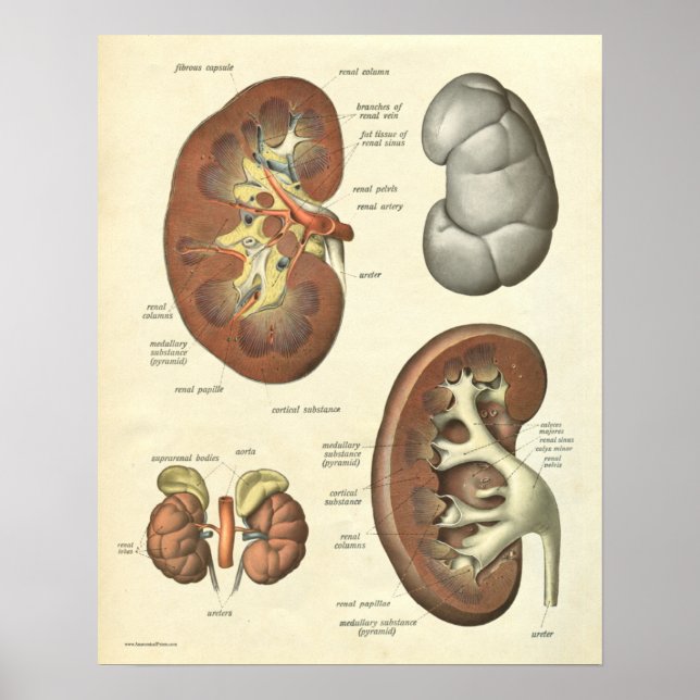 Vintage Anatomie Poster (Vorne)