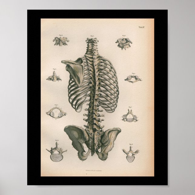Vintage Anatomie Poster (Vorne)