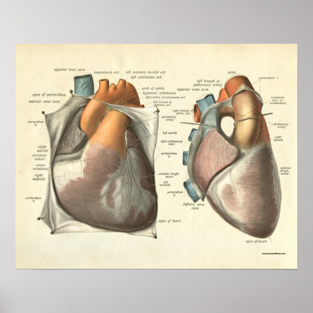 Vintage Anatomie Poster (Vorne)