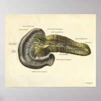 Vintage Anatomie
