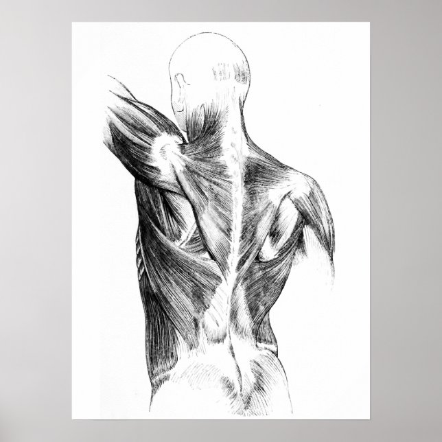 Vintage Anatomie | Rückenmuskeln (ca. 1852) | B/W Poster (Vorne)