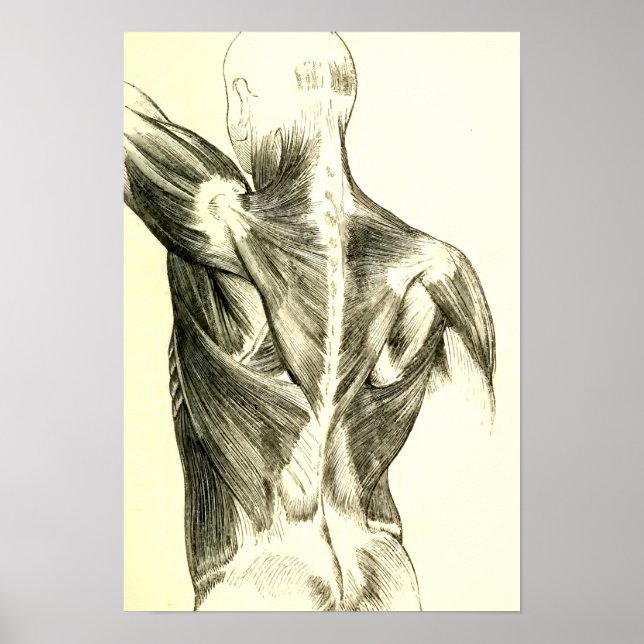 Vintage Anatomie | Rückenmuskeln (ca. 1852) Poster (Vorne)