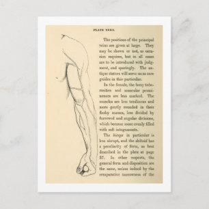 Vintage Anatomie Venen des Arms (circa 1852) Postkarte