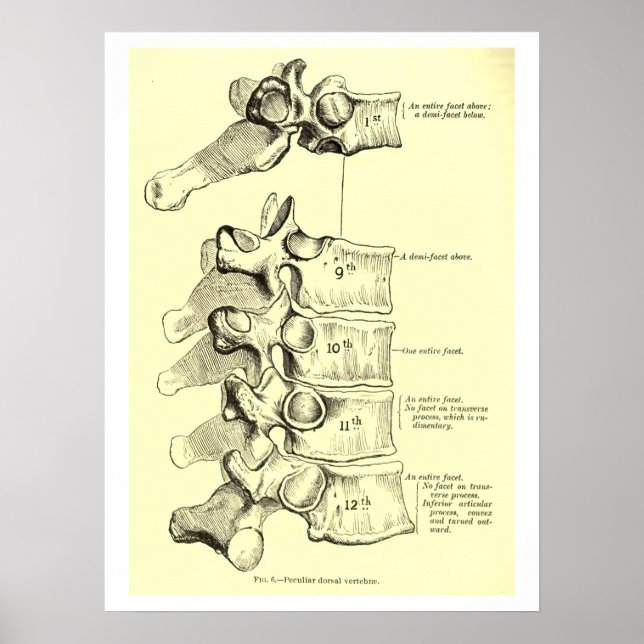 Vintage Anatomie | Vertebrae Poster (Vorne)