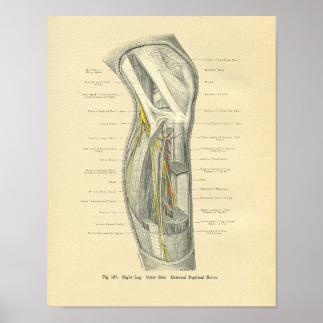 Vintage Anatomie von Knie & Leg Poster (Vorne)