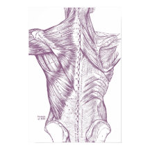 Vintage Anatomie Zeichnend Rückenmuskeln Lila