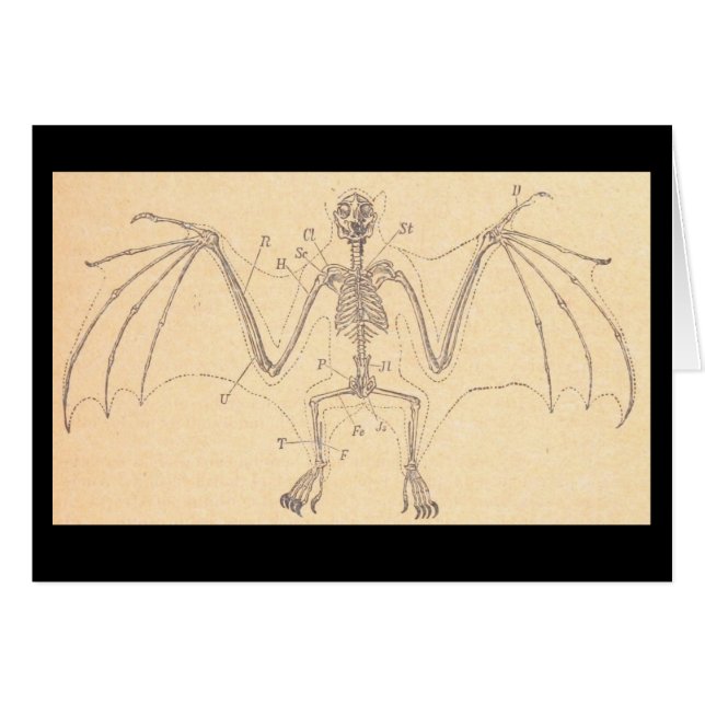 Vintage anatomische Bat Skeleton-Illustration (Vorderseite (Horizontal))