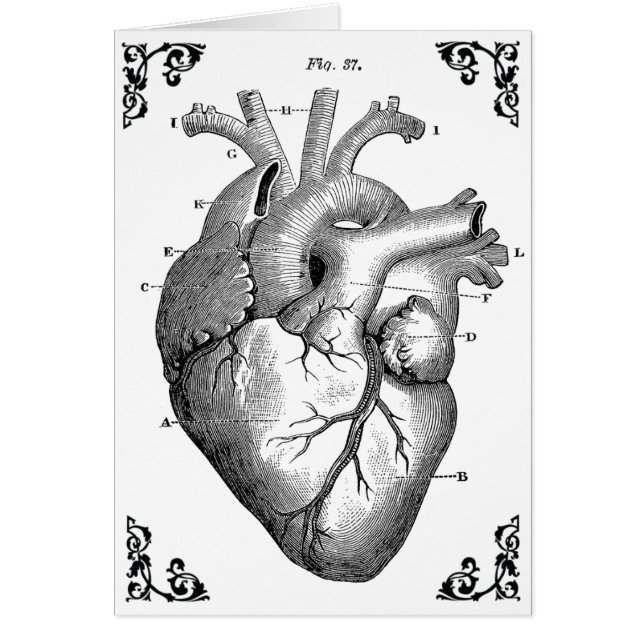 Vintage anatomische Herzdiagrammkarte (Vorne)