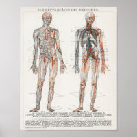Vintage anatomische Illustration