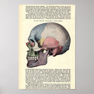 Vintage anatomische Illustration Poster