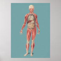 Vintage anatomische Illustration