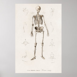 Vintage anatomische Illustration Poster