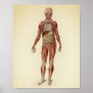 Vintage anatomische Illustration Poster
