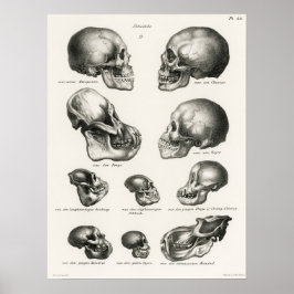 Vintage anatomische Illustration Poster