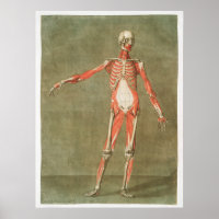 Vintage anatomische Illustration