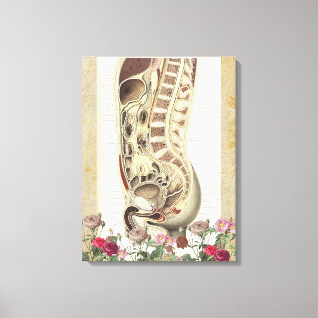 Vintage anatomische Leinwand (Vorderseite)