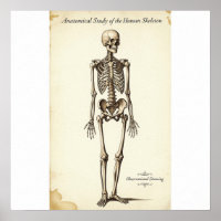 Vintage anatomische Studie