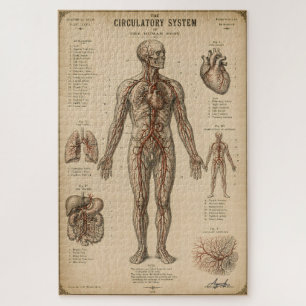 Vintage anatomisches Kreislaufsystem