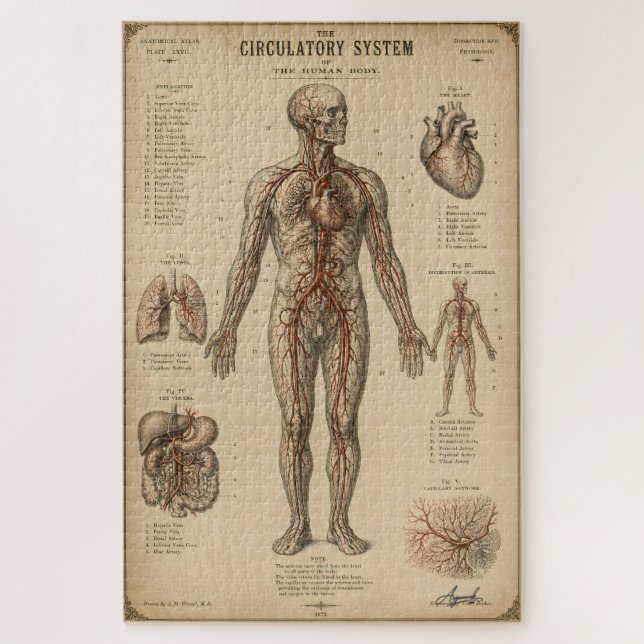 Vintage anatomisches Kreislaufsystem (Vertikal)
