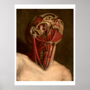 Vintage Anatomy   Head and Neck Poster