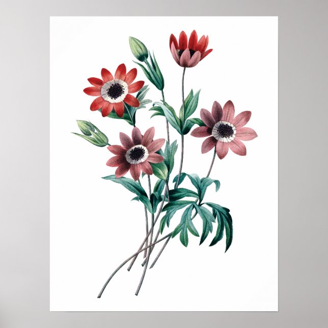 Vintage Anemone Poster (Vorne)