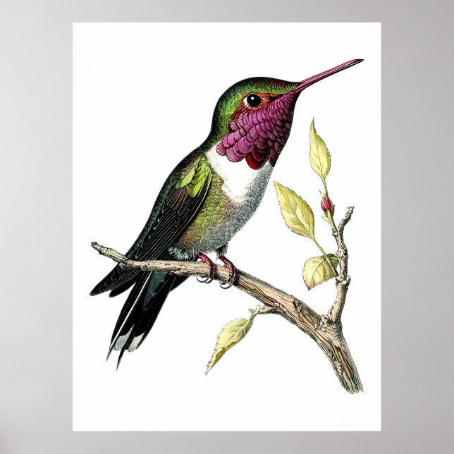 Vintage Anna-Hummingbird-Illustration Poster (Vorne)