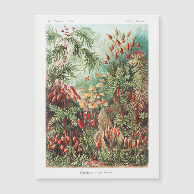 Vintage antike Blume  Regenwald Magnetkarte (Vorderseite)