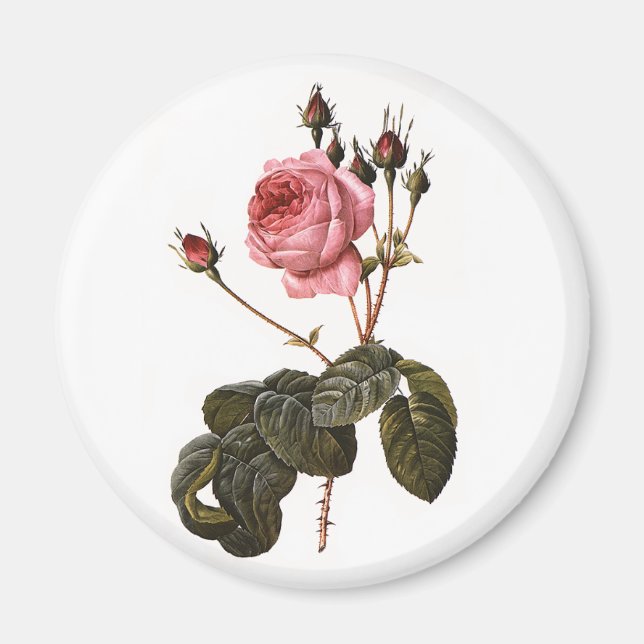 Vintage antike rosa Gartenanlage Rose in Blumen Magnet (Vorne)