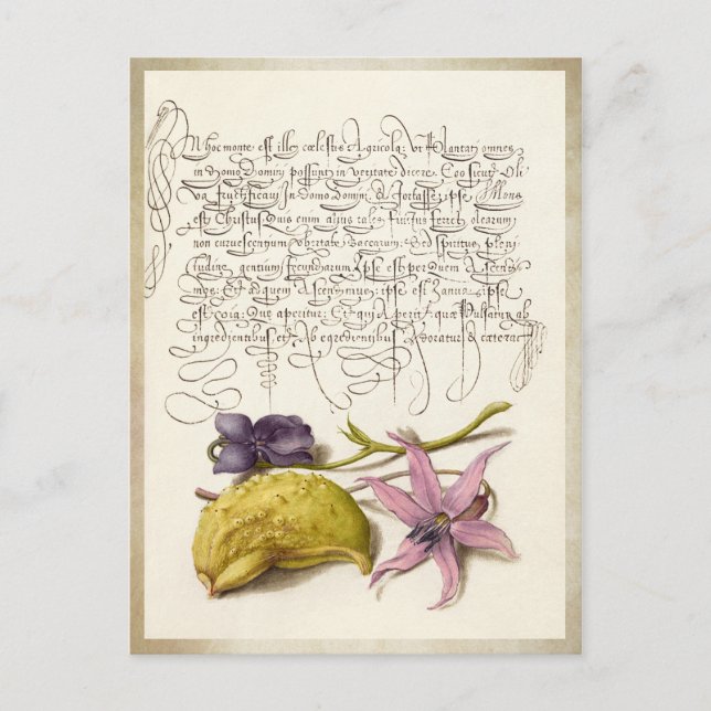 Vintage antikkalligraphische botanische Darstellun Postkarte (Vorderseite)
