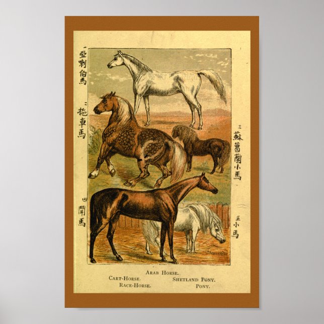Vintage arabische Pferdeponie Naturgeschichte druc Poster (Vorne)