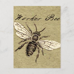 Vintage Arbeiterbiene Insekt Illustration Antiquit Postkarte