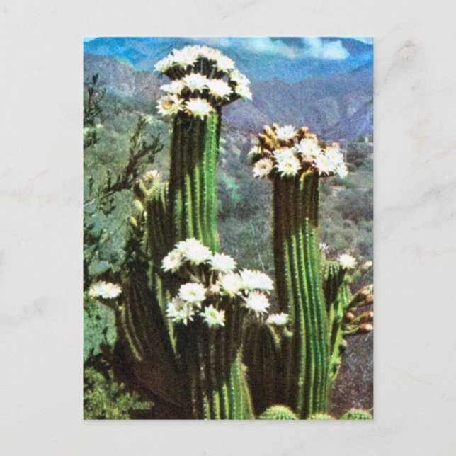 Vintage Argentina, Flowering Cactus Postkarte (Vorderseite)