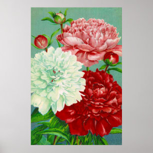 Vintage Art alte florale Pfingstrosen Druck Poster