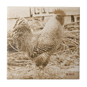 Vintage Art-Hahn-Fotografie Fliese